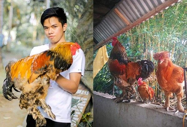 Brahma Chicken Breed