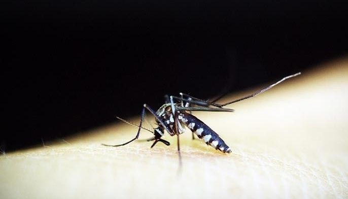 Dengue treatment advances in animal trials