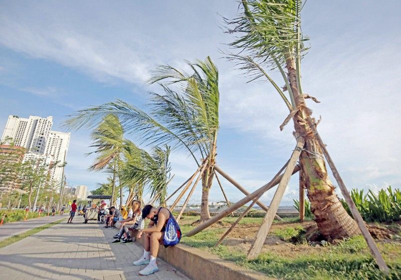 After white sand, Baywalk gets coconut palm tree makeover