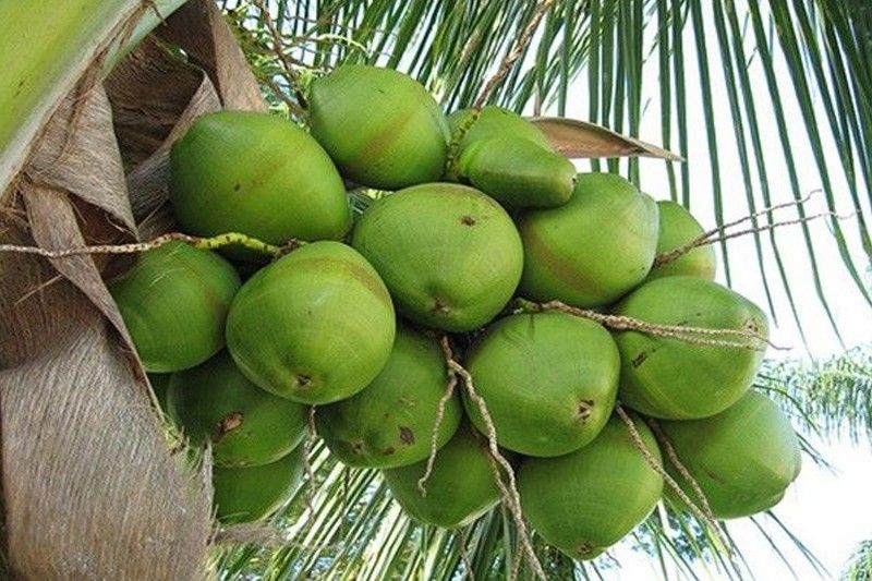 Government sets up registry for coco levy trust fund