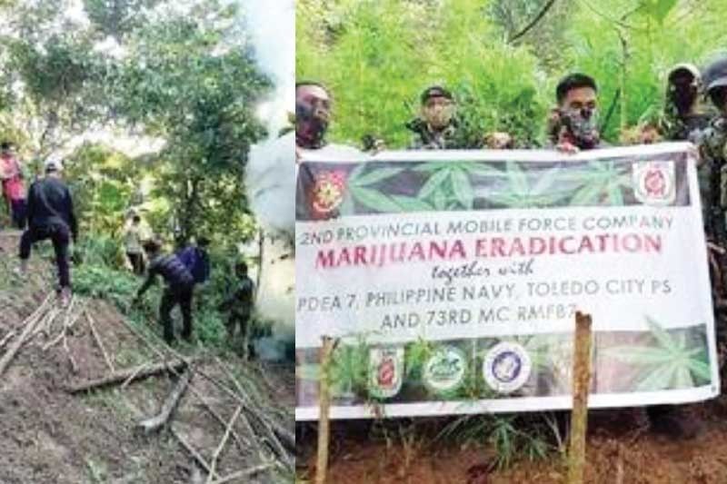 P20 million worth of marijuana uprooted in Toledo City