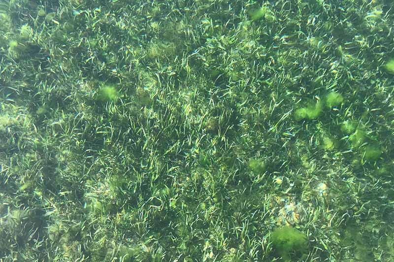 Lesser known and unappreciated seagrass struggles for attention, conservation