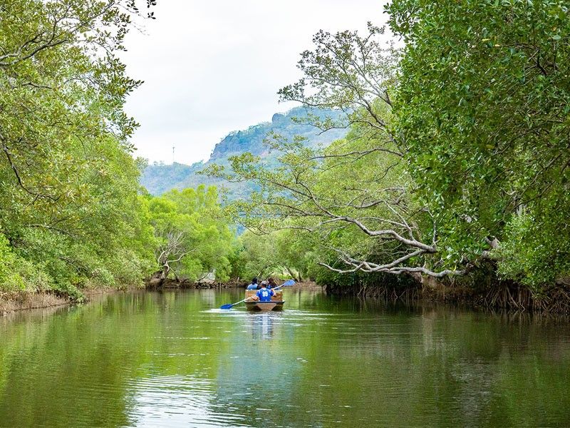Conserving Nasugbu's natural mangrove habitat