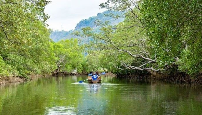 Conserving Nasugbu's natural mangrove habitat