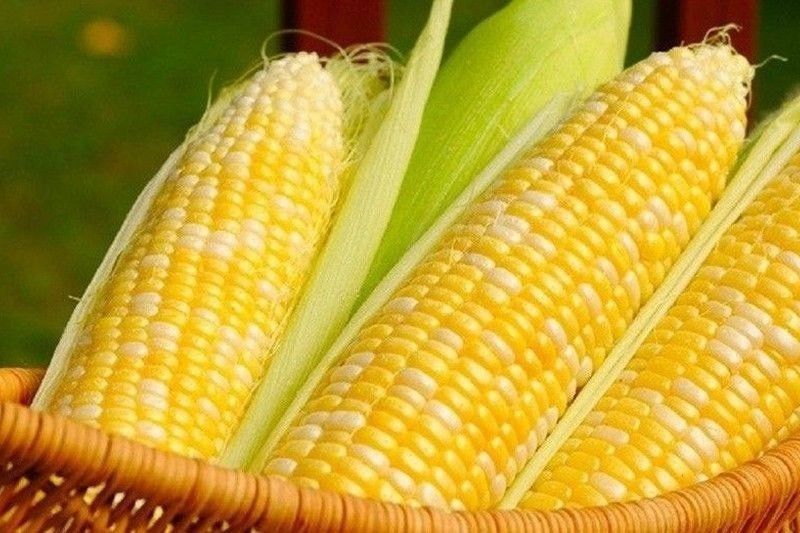 DA reviews tariff cut for yellow corn