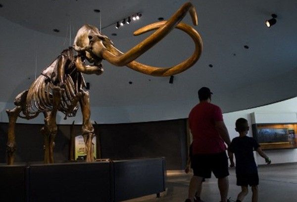 In the footsteps of a woolly mammoth, 17,000 years ago