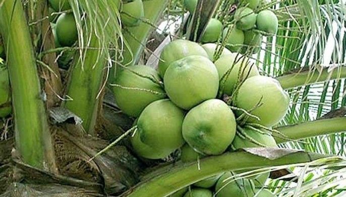 Coco sector attracts P4.3 million investments