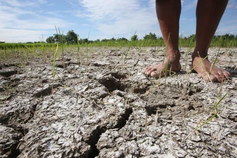 P2 bilyong tanim na mais napinsala sa âtagtuyotâ