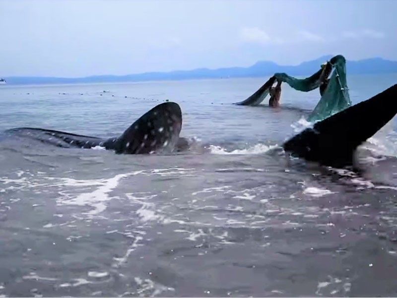 Fishers, local officials free whale shark caught in net in Quezon