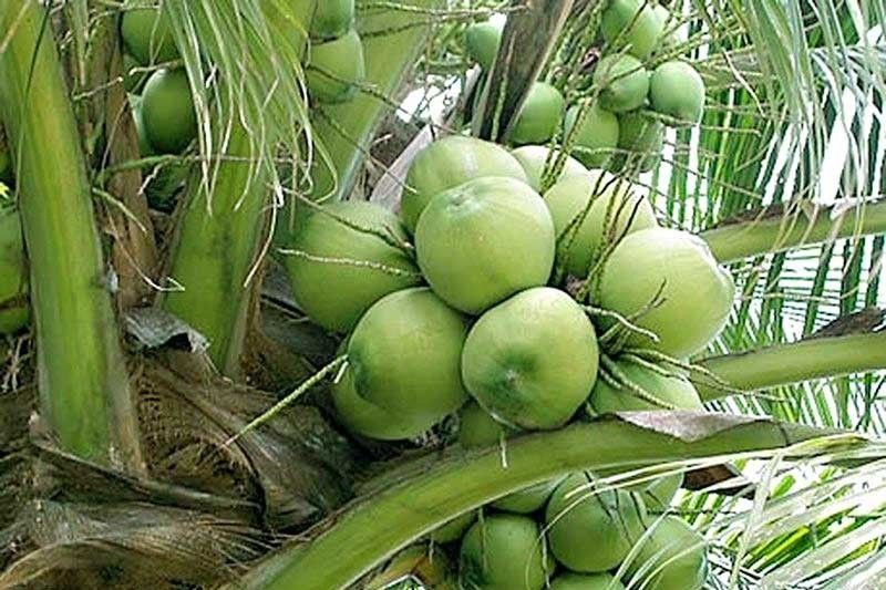 PCA presents initial draft of coconut sector development plan