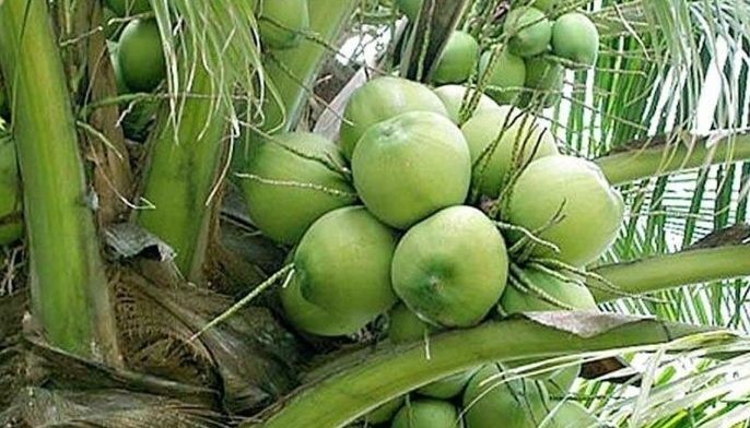 PCA presents initial draft of coconut sector development plan