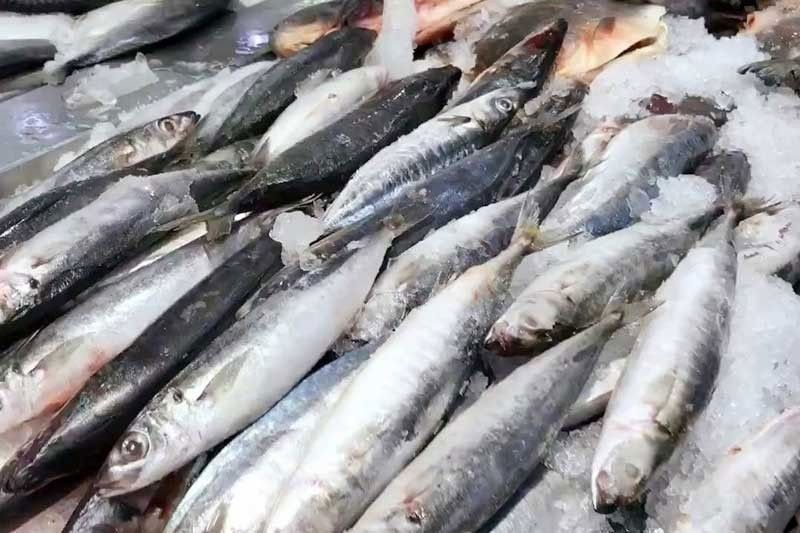 Approved fish importation volume too much