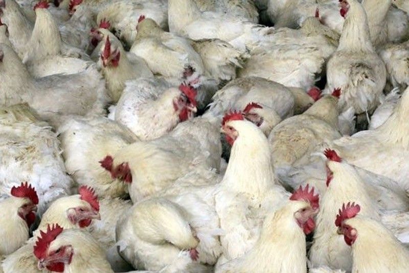 Chicken inventory down 1.3% in July