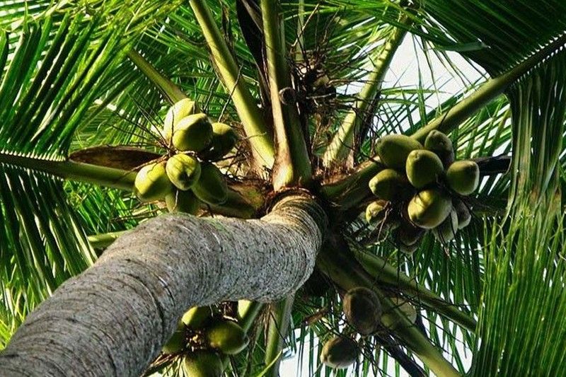 PCA updates coconut farmersâ�� registry