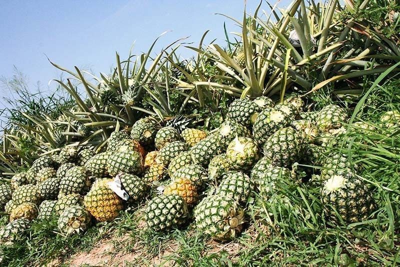 Pineapple posts largest production gain in Q2