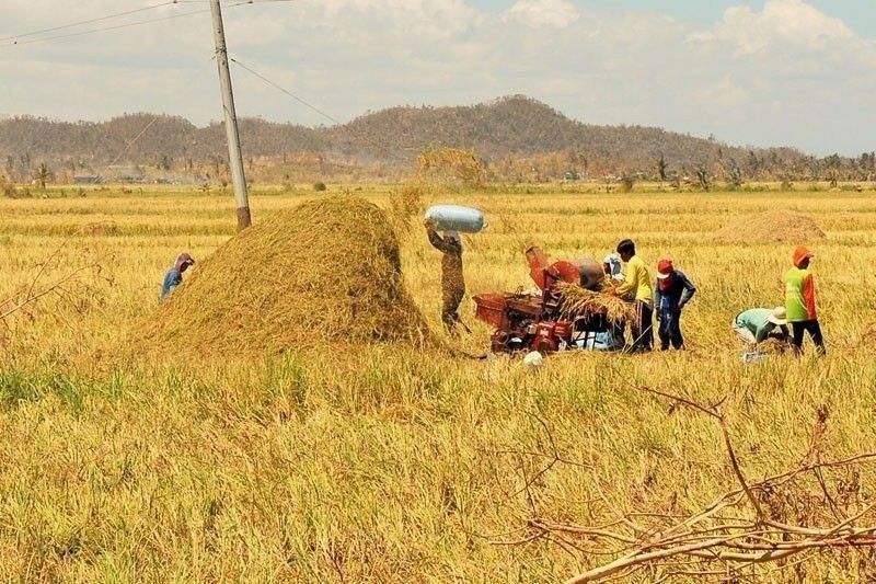 Palay prices drop 2.8% in 1st half