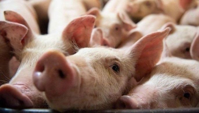 'Historic': US surgeons successfully implant pig heart in human