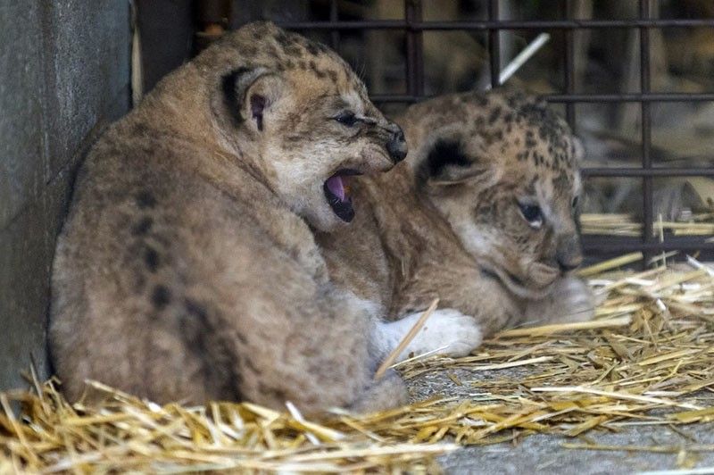 Coughs and lethargy: Lions, tigers at Washington zoo catch COVID-19