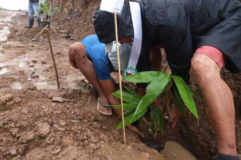 Bamboo planting, propagation measure pushed in Cebu City Council