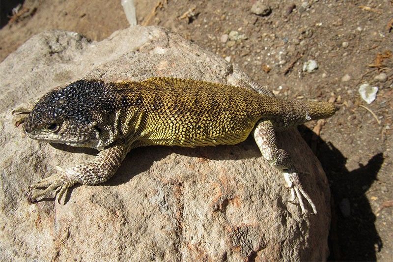 New lizard species discovered in Peru