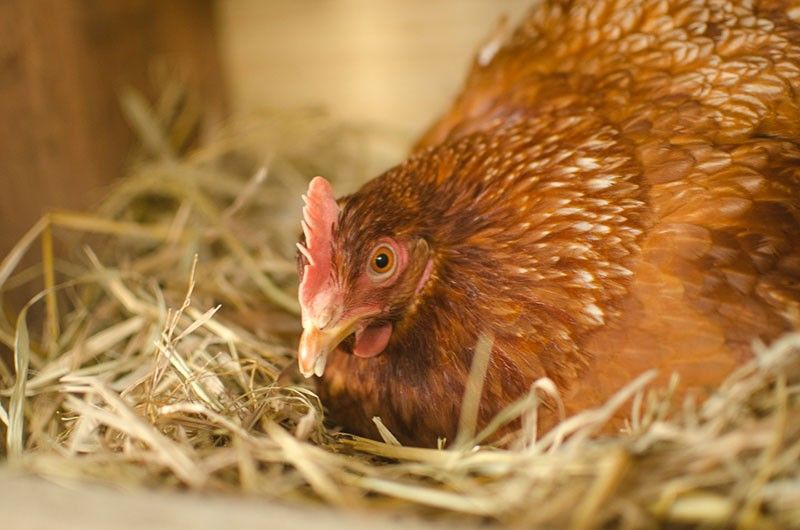 Cage-free egg production system gains traction in the Philippines