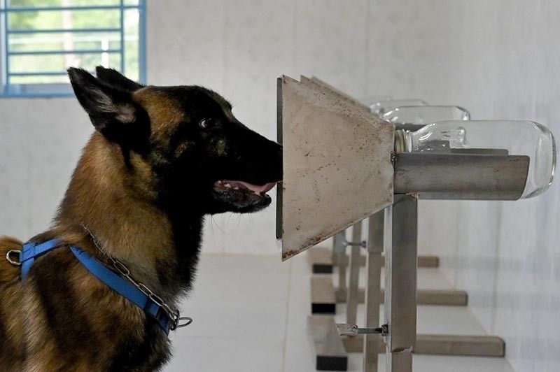 From mines to COVID-19: Dogs train to sniff out virus in Cambodia