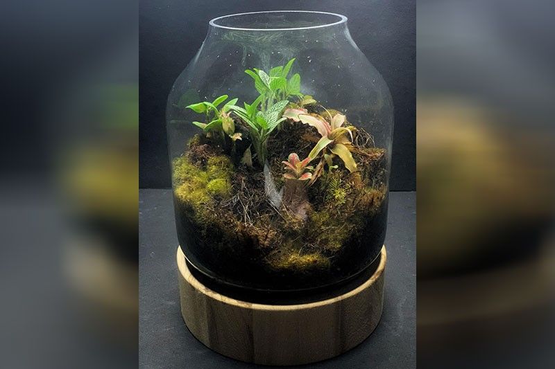 Terrarium 101: Expert gives tips on what could be the next 'plantita' trend