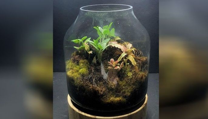 Terrarium 101: Expert gives tips on what could be the next 'plantita' trend