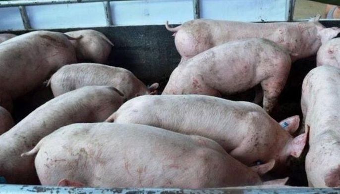 Quezon City to aid hog, poultry raisers affected by ban