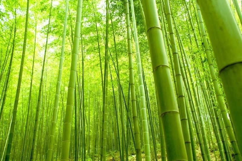 DENR to put up bamboo forests