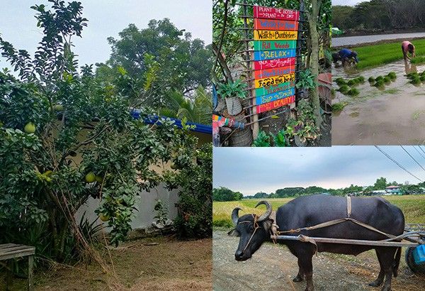 Nueva Ecija farm now open to tourists to give taste of pandemic farm life