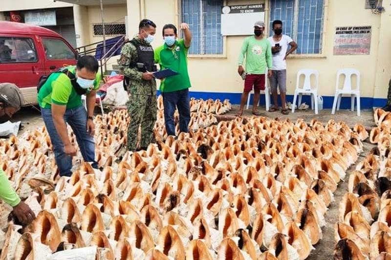 735 rare helmet shells seized in Bantayan, Cebu
