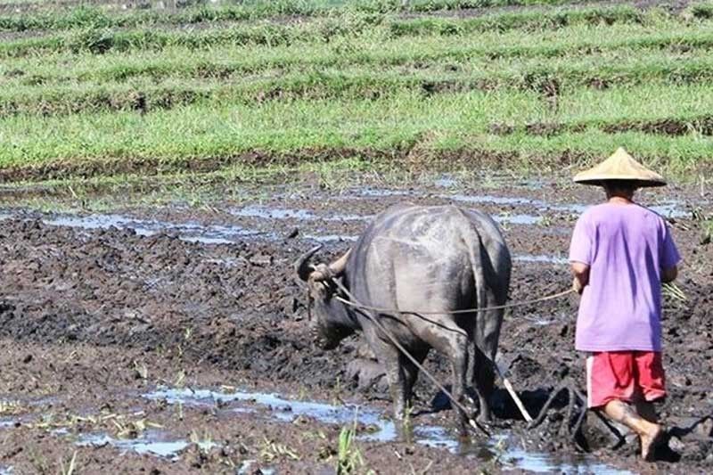 Talisay City farmers get 50 carabaos