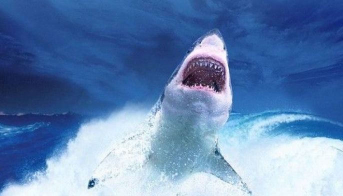 Why shark encounters are increasing along the US East Coast