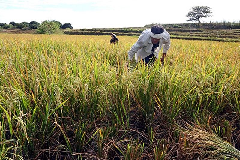Perusahaan pertanian kecil tidak lagi dikenakan pajak penghasilan – BIR