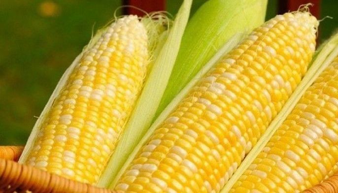 Retain 5% corn tariff &ndash; feed millers