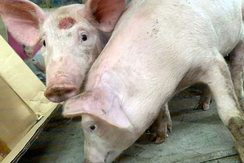 Hog inventory remains down