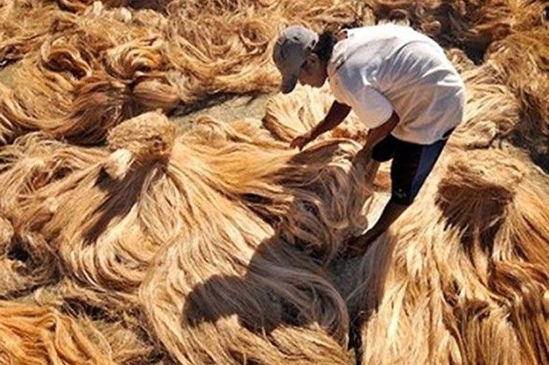 Abaca shipments up 25% in 5 months