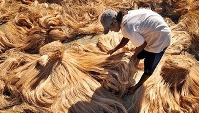 Abaca shipments up 25% in 5 months