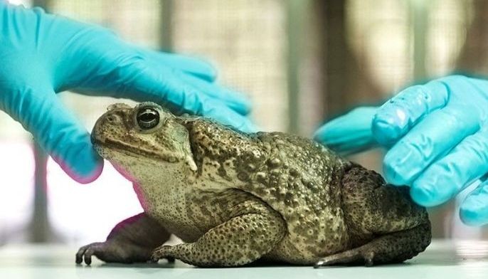 Taiwan rushes to contain sudden cane toad invasion