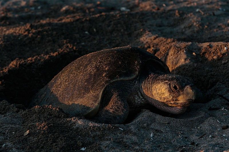 Thousands of turtles lay eggs on Nicaraguan coast
