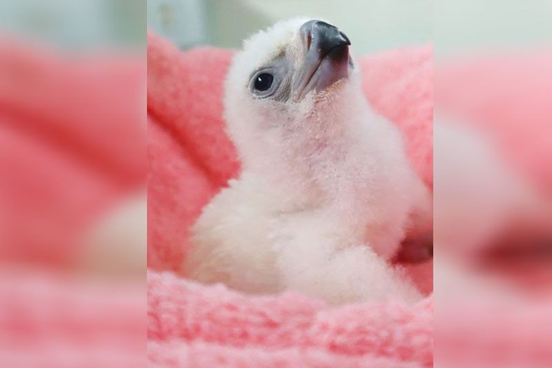29th Philippine eaglet hatched after 5 years