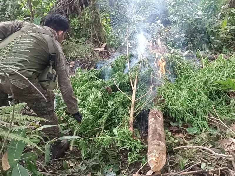 Army uproots, burns P7.6-M of marijuana in Lanao del Sur