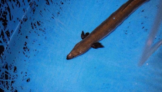 Adored and endangered: the complex world of the Japanese eel