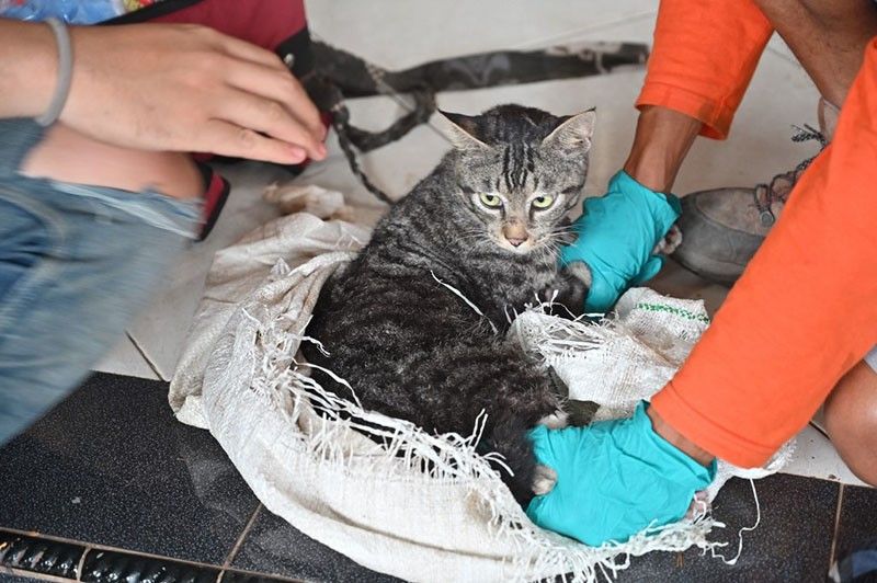 'Forgotten' animals rescued after Indonesia volcano eruption