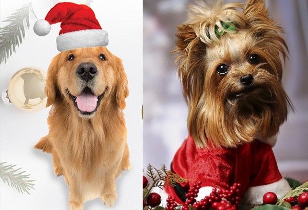 Christmas 'Pawty' for dogs set