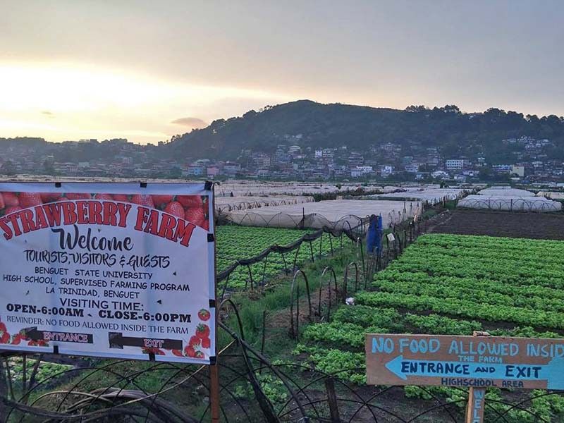 Benguet farmers alarmed by 'misdeclared' strawberries from South Korea