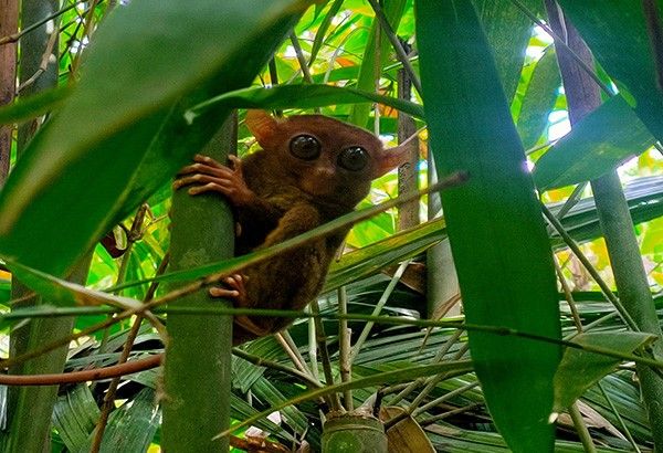 What happened to tarsiers in Bohol after Typhoon Odette?