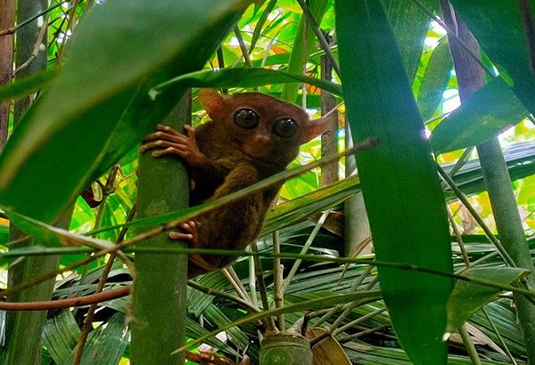 DENR to probe vloggers' improper treatment of tarsiers