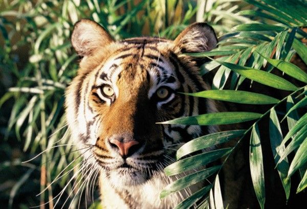 Pee smells like popcorn: Tiger fun facts for 'Year of the Tiger'